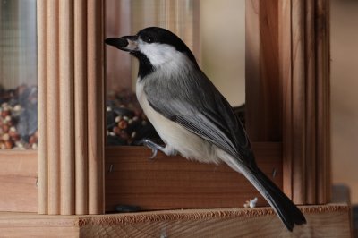 Carolina Chickadee