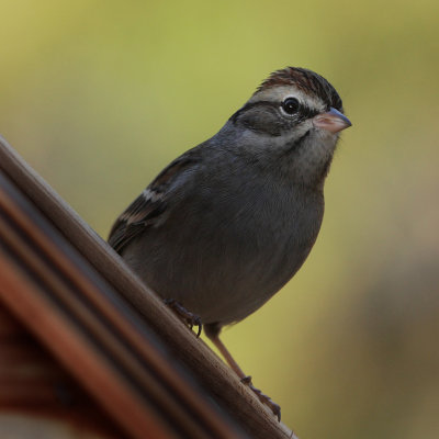 Chipping Sparrow