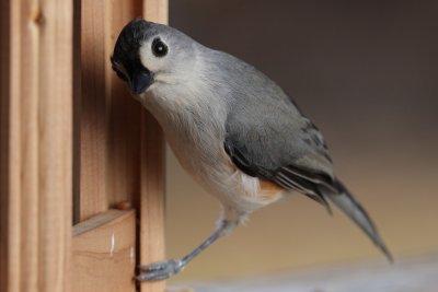 Tufted Titmouse