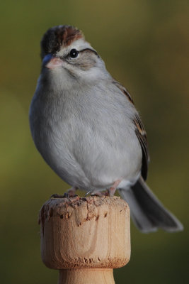 Chipping Sparrow