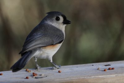 Tufted Titmouse