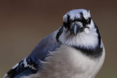 Blue Jay