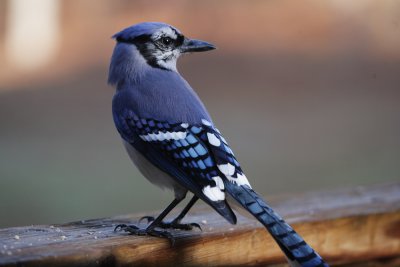 Blue Jay