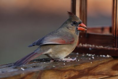 Cardinal (female)