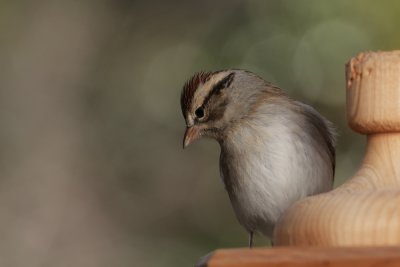 Chipping Sparrow