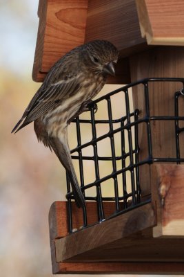 House Finch (female)