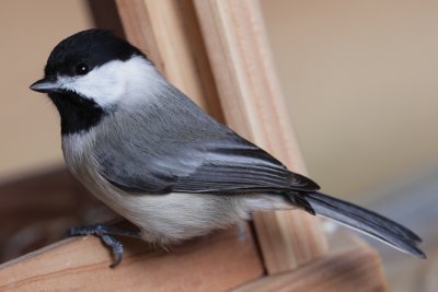 Carolina Chickadee