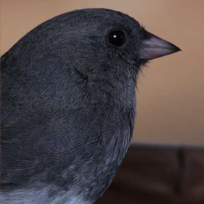 Dark-eyed Junco