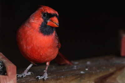 Cardinal (Male)