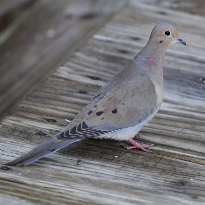 Mourning Dove