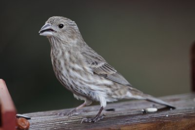 House Finch (female)