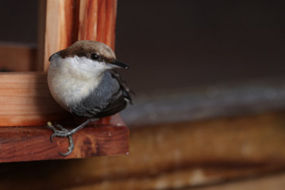 Brown-headed Nuthatch