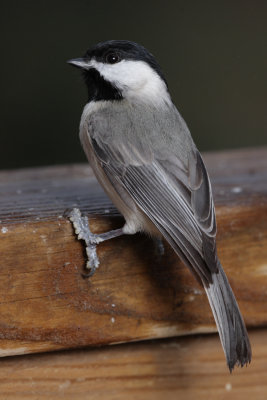 Carolina Chickadee