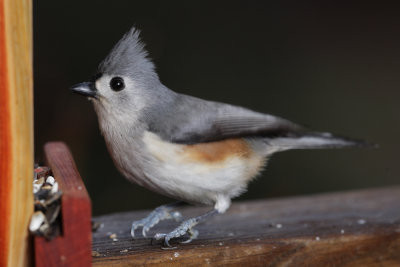 Tufted Titmouse