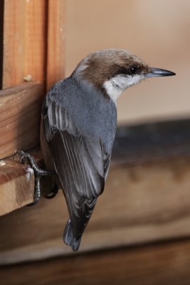 Brown-headed Nuthatch