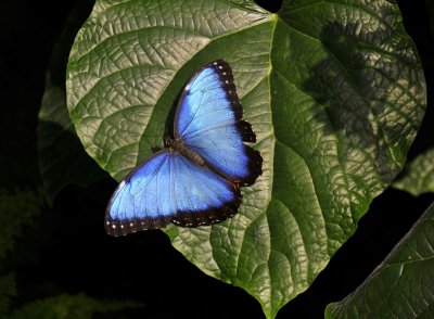 Niagara Butterfly Conservatory