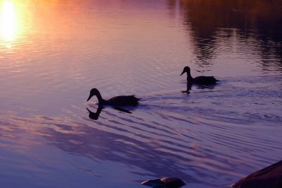 Ducks at dawn.jpg