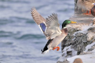 Male mallard duck 02.jpg