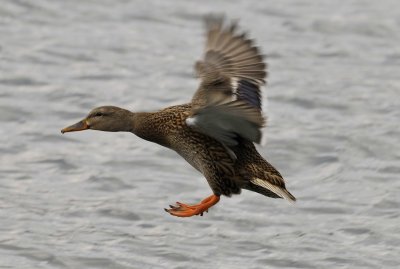 duck_flying5.jpg