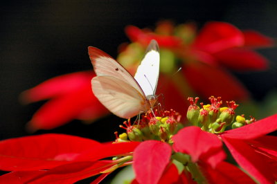 butterfly_alfalfa_white2.jpg