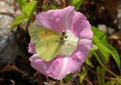 butterfly_alfalfa_yellow.jpg