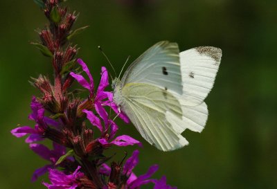 butterfly_white1.jpg
