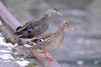 female mallard and black duck (behind).jpg
