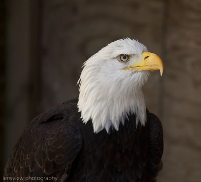 Bald Eagle - Cotswold Falconry Center @ Moreton-in-Marsh