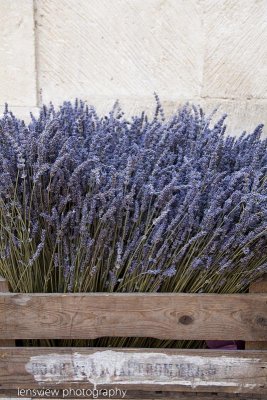 Lavender - Avignon