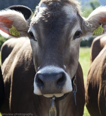 Nosey Cow In Vaduz