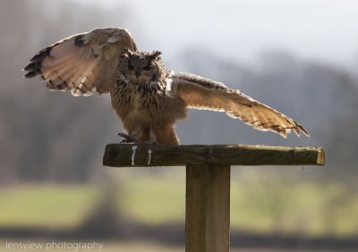 Horace the European Eagle Owl