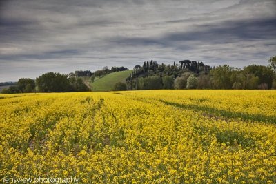 Tuscan Field