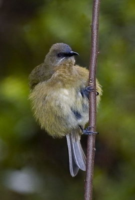 A Bellbird At Lake Rotoiti Nelson Lakes