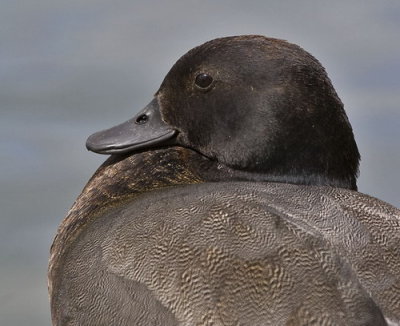 Paradise Duck - Male