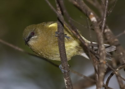 Bellbird