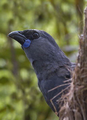 Kokako