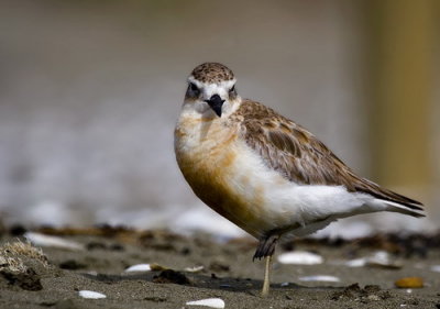 NZ Dotterel