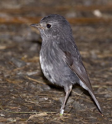 NZ Robin