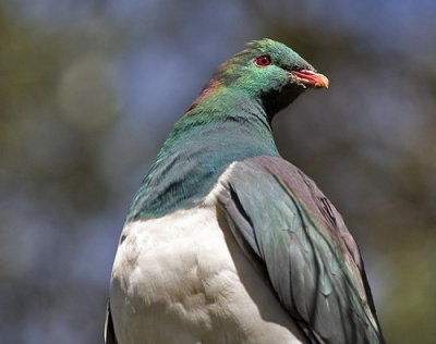 NZ Wood Pigeon