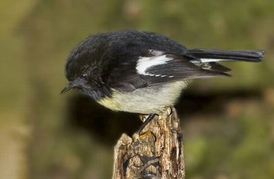 Tomtit - Male