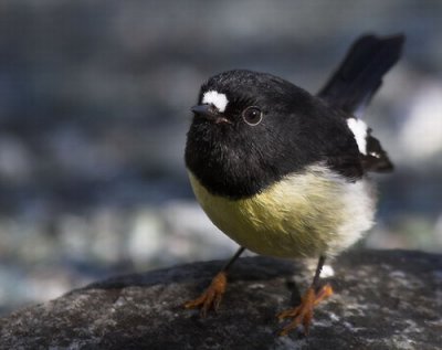 Tomtit - Male