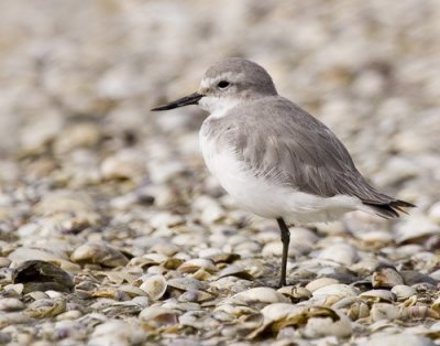 Wrybill