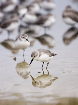 Wrybill