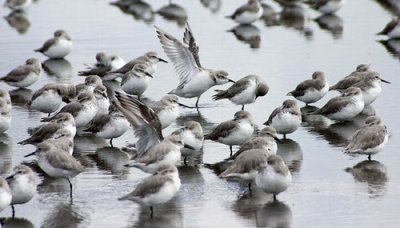 Wrybill