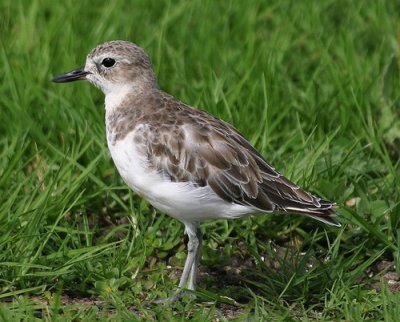 New Zealand Dotterel