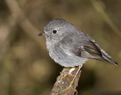 North Island Robin