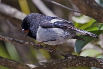 North Island Tomtit