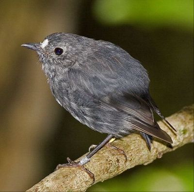 North Island Robin