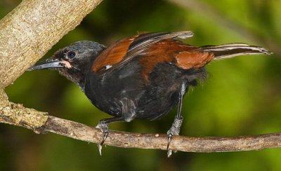 Saddleback - Juvenile