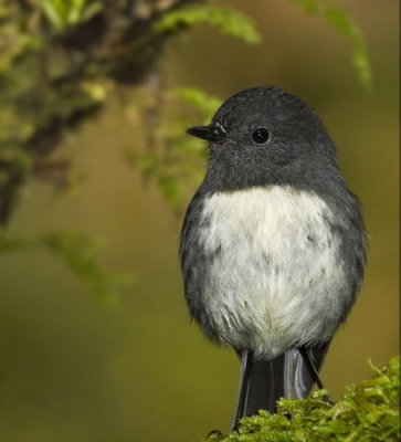 South Island Robin